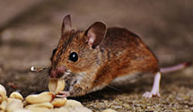 24 Hour & Emergency Exterminators in East Poland, ME